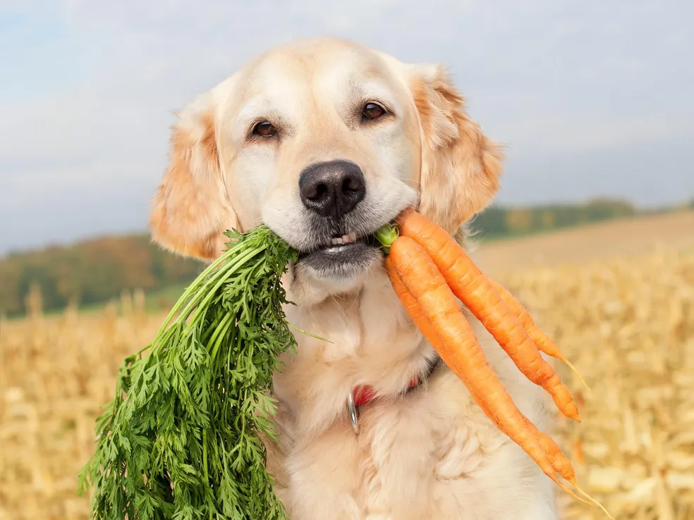 A Alimentação Natural para Pets: Benefícios e Cuidados na Introdução