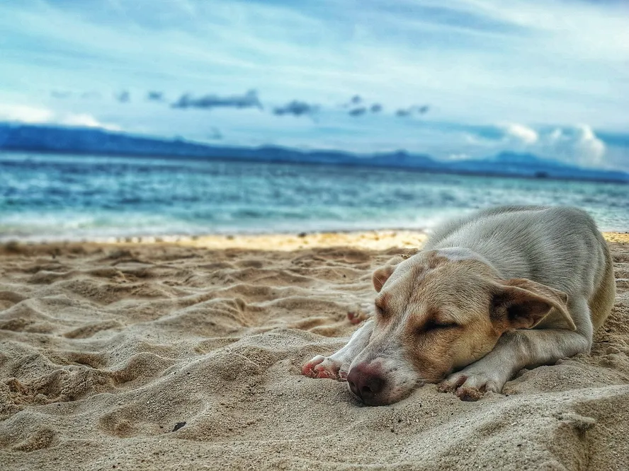 O Impacto das Mudanças Climáticas na Saúde dos Animais de Estimação