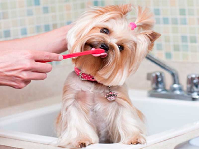 Cuidados com a Saúde Bucal dos Pets: Como Evitar Problemas Dentários
